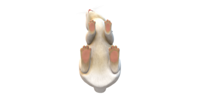 Rabbit isolated on a Transparent Background png