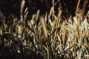 Ears of golden wheat close-up photo under sunlight.