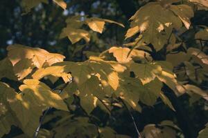 Maple leaves tree branch under sunlight, autumn photo. photo