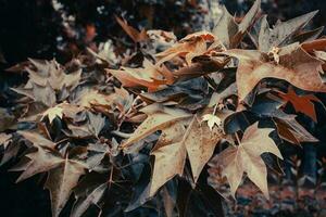 Close up spring sycamore platan tree branch in the park. photo