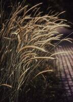 Wheat field - ears of golden wheat close-up photo. photo