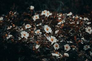 Wild rosehip blossom flower with raindrops concept photo. Growing plants in garden. photo