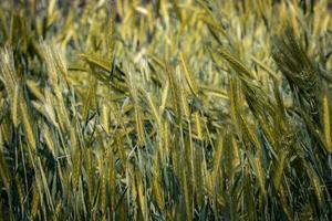 Wheat field - ears of golden wheat concept photo. photo