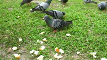 closeup pigeons eat food on grass in the park video