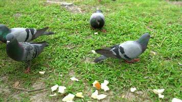 closeup pigeons eat food in the park video