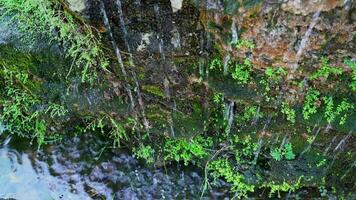 detailopname planten en mos achter de waterval video