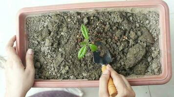 Gardening tools and plant on a table with copy space video