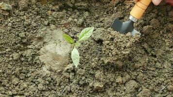 plantando un árbol con un jardinería herramienta video