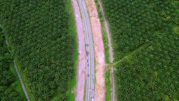 Aerial top down view asphalt road in oil palm farm video