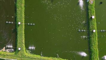 Aerial ascending look down group of egret birds search food near fish, shrimp farm video