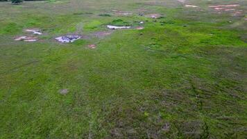 Aerial move toward the buffaloes group in field in Malaysia video