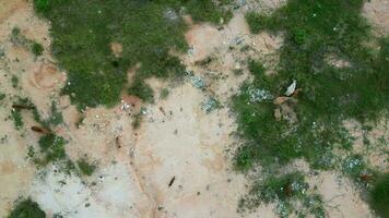 Drone shot flock of cows at landfill field in Malaysia video