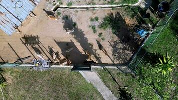 Stray dog at outdoor play area of the shelter in sunny day video