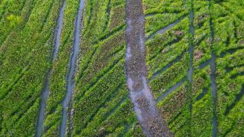 Aerial look down trace of excavator in paddy field in Malaysia video