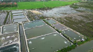 antenne visie kijken naar beneden aquacultuur vis boerderij in de buurt wetland overstroming video