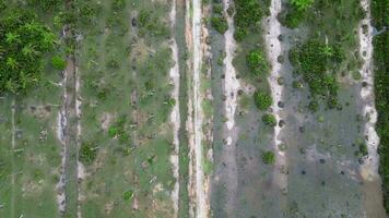 antenne visie droog kaal boom Bij wetland video