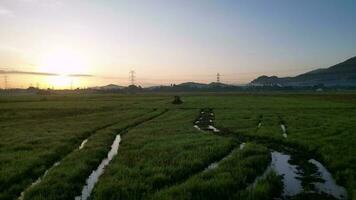 Move towards tractor in paddy field in morning sunrise in Malaysia video