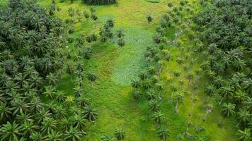 Drone shot green palm tree outdoor at Malaysia video