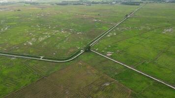 Aerial move toward junction of rural path in paddy field at Penang, Malaysia video