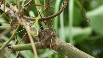 fourmis marchant sur des branches d'arbres video