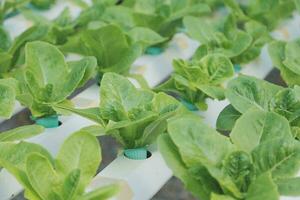 dos asiático agricultores inspeccionando el calidad de orgánico vegetales crecido utilizando hidroponia. foto