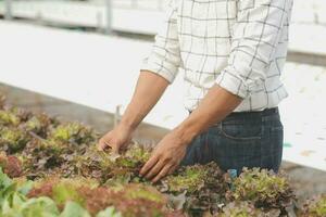 Two Asian farmers inspecting the quality of organic vegetables grown using hydroponics. photo