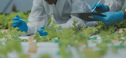 Two Asian farmers inspecting the quality of organic vegetables grown using hydroponics. photo