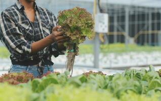 dos asiático agricultores inspeccionando el calidad de orgánico vegetales crecido utilizando hidroponia. foto