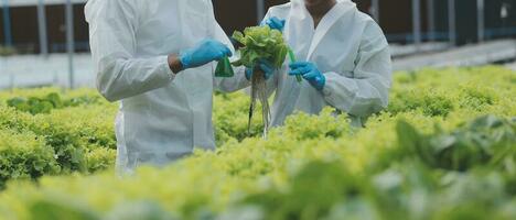 dos asiático agricultores inspeccionando el calidad de orgánico vegetales crecido utilizando hidroponia. foto