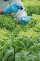 dos asiático agricultores inspeccionando el calidad de orgánico vegetales crecido utilizando hidroponia. foto