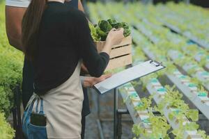 Two Asian farmers inspecting the quality of organic vegetables grown using hydroponics. photo
