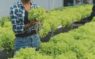 Two Asian farmers inspecting the quality of organic vegetables grown using hydroponics. photo