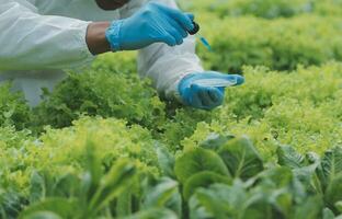 Two Asian farmers inspecting the quality of organic vegetables grown using hydroponics. photo