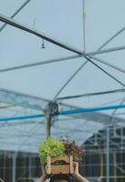 agricultores utilizar vernier calibrador a medida vegetales a pista su crecimiento en planta guardería granja. inteligente agricultura tecnología concepto. foto