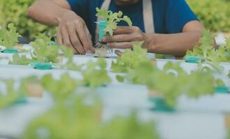 agricultores utilizar vernier calibrador a medida vegetales a pista su crecimiento en planta guardería granja. inteligente agricultura tecnología concepto. foto