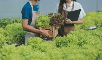 Farmers use vernier calipers to measure vegetables to track their growth in plant nursery farm. Smart agriculture technology concept. photo