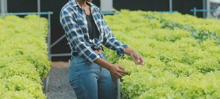 Young Asian woman and senior man farmer working together in organic hydroponic salad vegetable farm. Modern vegetable garden owner using digital tablet inspect quality of lettuce in greenhouse garden. photo