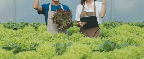 agricultores utilizar vernier calibrador a medida vegetales a pista su crecimiento en planta guardería granja. inteligente agricultura tecnología concepto. foto