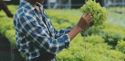 Young Asian woman and senior man farmer working together in organic hydroponic salad vegetable farm. Modern vegetable garden owner using digital tablet inspect quality of lettuce in greenhouse garden. photo