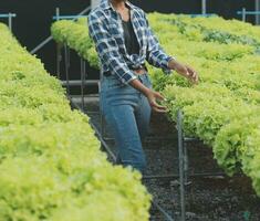 Young Asian woman and senior man farmer working together in organic hydroponic salad vegetable farm. Modern vegetable garden owner using digital tablet inspect quality of lettuce in greenhouse garden. photo