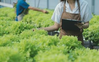 Organic farm ,Worker testing and collect environment data from bok choy organic vegetable at greenhouse farm garden. photo