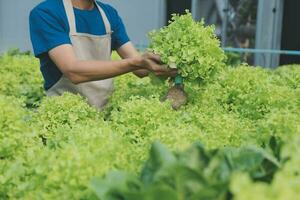 Organic farm ,Worker testing and collect environment data from bok choy organic vegetable at greenhouse farm garden. photo