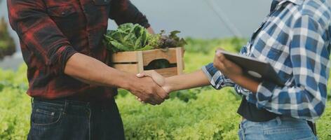 Organic farm ,Worker testing and collect environment data from bok choy organic vegetable at greenhouse farm garden. photo