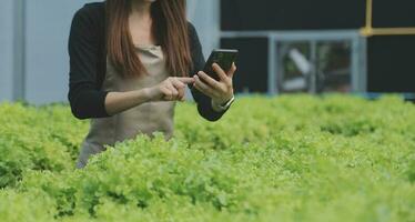 Organic farm ,Worker testing and collect environment data from bok choy organic vegetable at greenhouse farm garden. photo