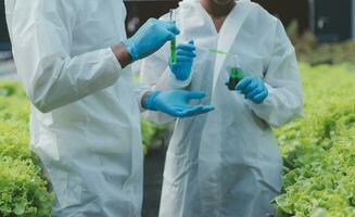 Organic farm ,Worker testing and collect environment data from bok choy organic vegetable at greenhouse farm garden. photo