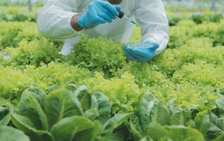 Organic farm ,Worker testing and collect environment data from bok choy organic vegetable at greenhouse farm garden. photo