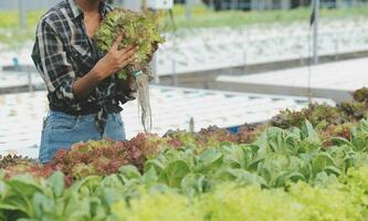 Organic farm ,Worker testing and collect environment data from bok choy organic vegetable at greenhouse farm garden. photo