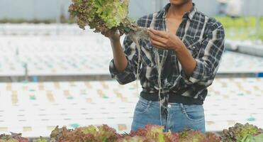 Organic farm ,Worker testing and collect environment data from bok choy organic vegetable at greenhouse farm garden. photo