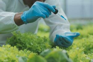 Organic farm ,Worker testing and collect environment data from bok choy organic vegetable at greenhouse farm garden. photo