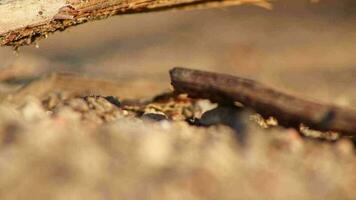 rojo madera hormigas guerreros buscando para insectos como comida para su colonia hormiga colina como depredador y bosque limpiar con hormiga trabajadores y hormiga guerreros para la seguridad de el hormiga reina en jardín y salvaje naturaleza video